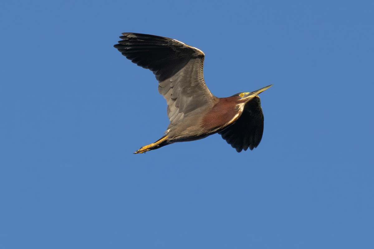 Green Heron - ML646097257
