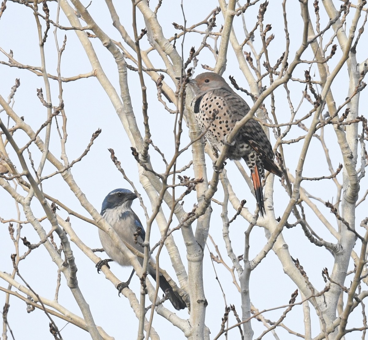 California Scrub-Jay - ML646097260