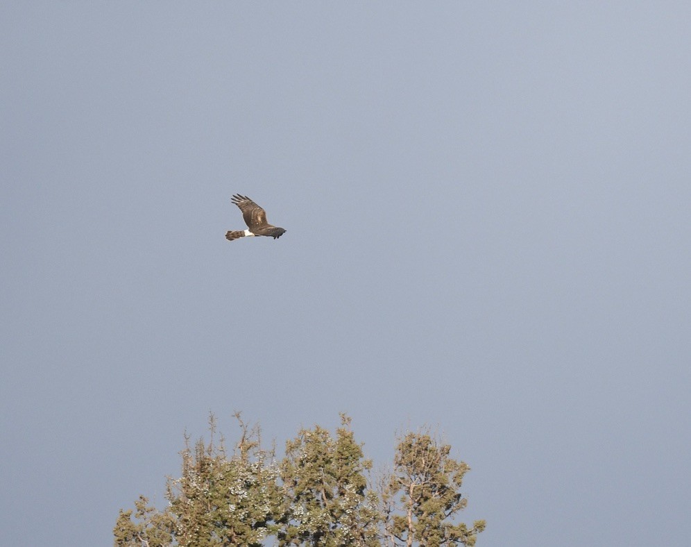 Northern Harrier - ML646097265