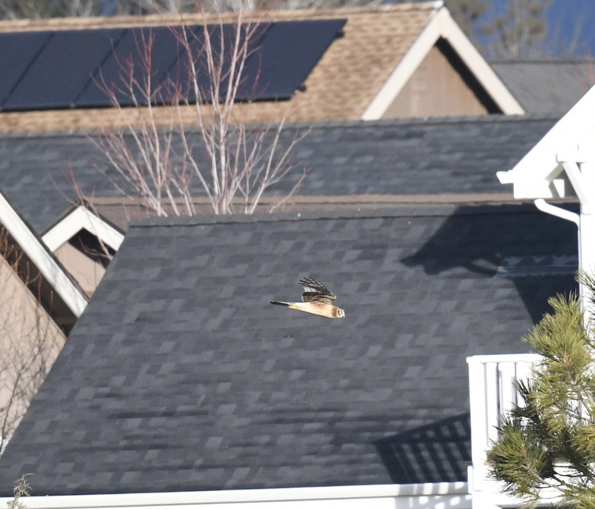 Northern Harrier - ML646097267