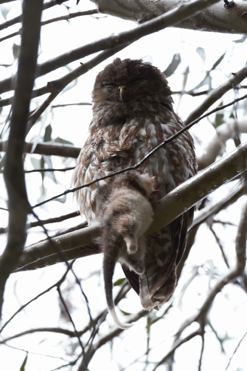 Barking Owl - ML646097268