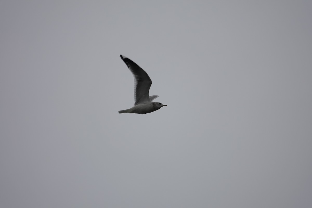 Short-billed Gull - ML646097270
