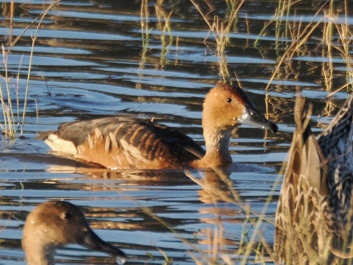 brunplystreand - ML646097271