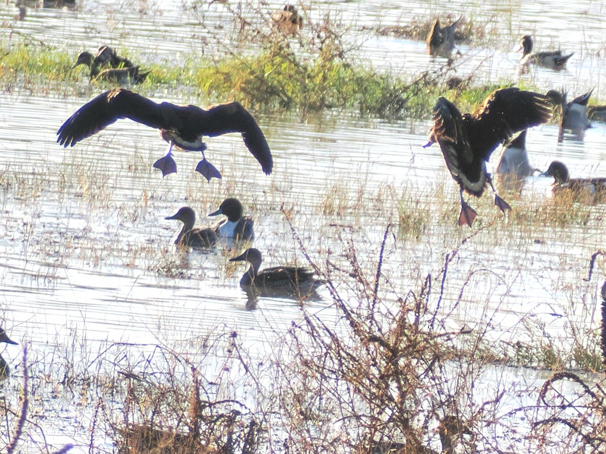 brunplystreand - ML646097272