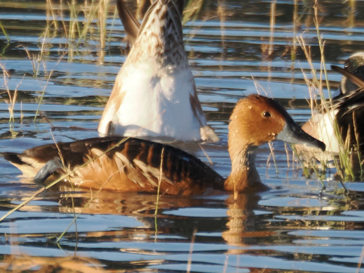 brunplystreand - ML646097273