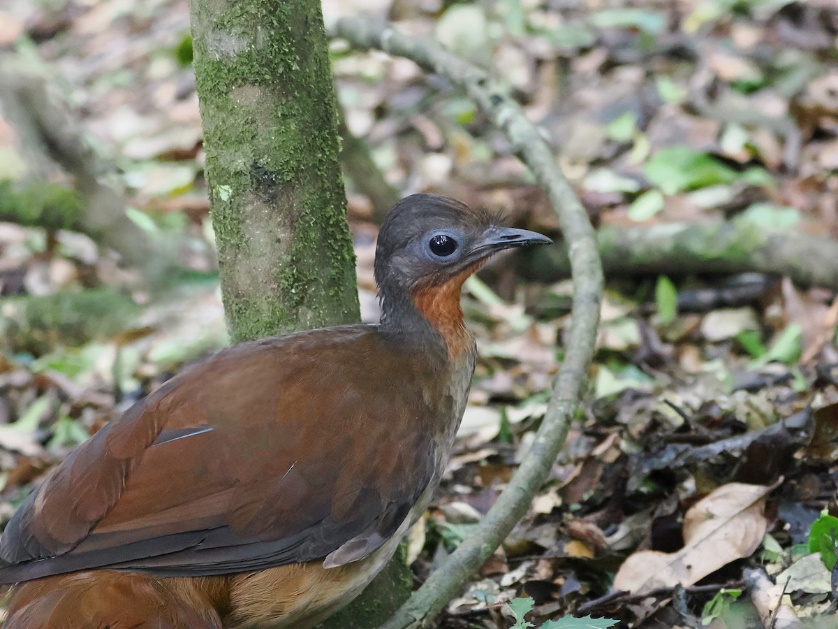 Albert's Lyrebird - ML646097275