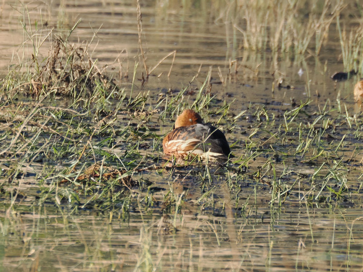 Fulvous Whistling-Duck - ML646097281