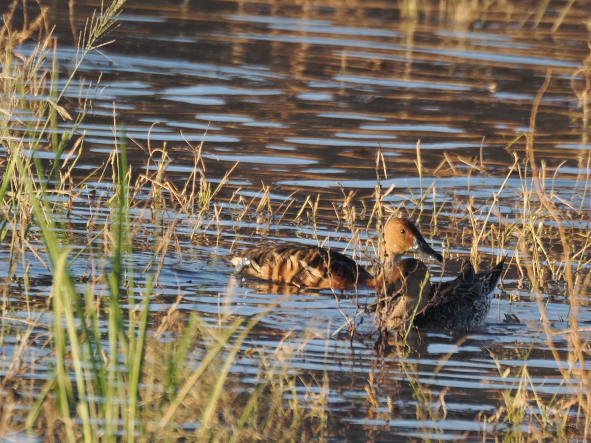 Fulvous Whistling-Duck - ML646097282