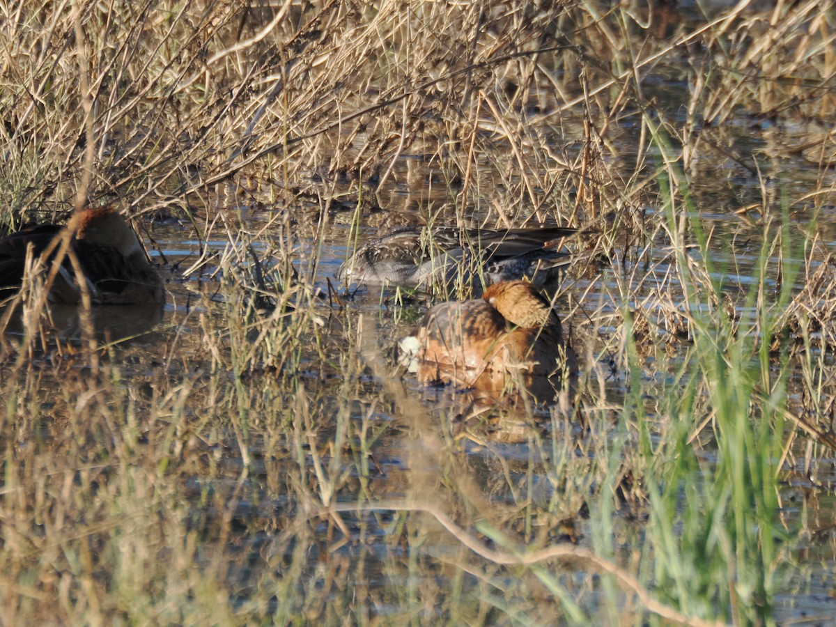 Fulvous Whistling-Duck - ML646097283