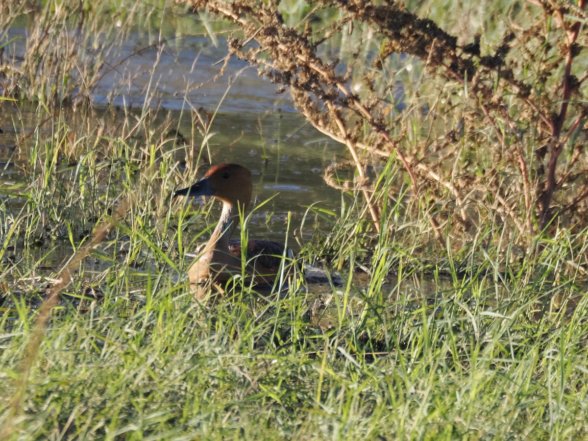 Fulvous Whistling-Duck - ML646097284