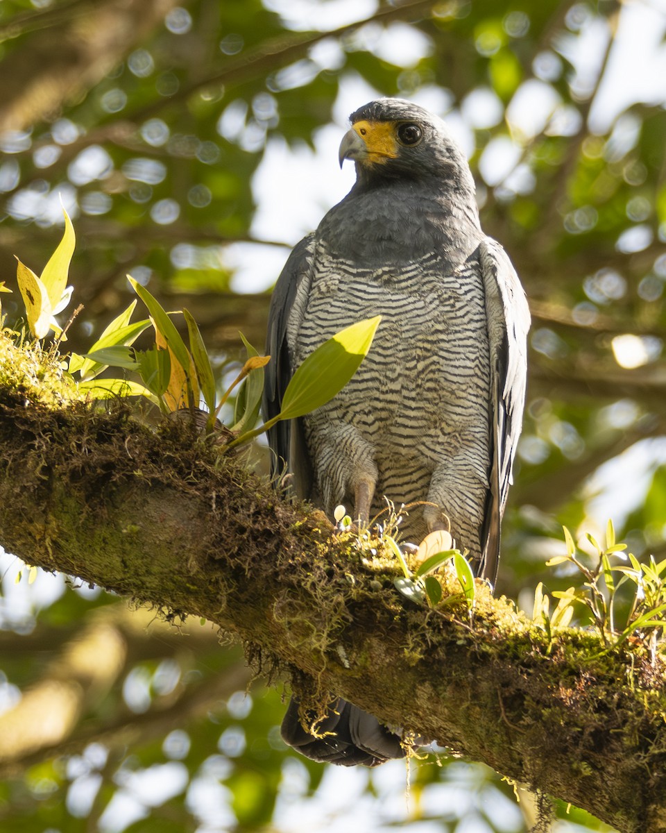 Канюк смугастогрудий - ML646097286