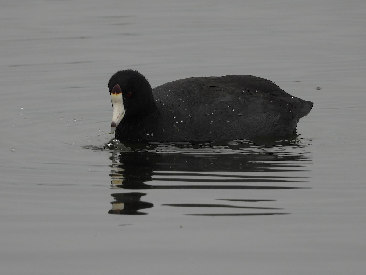 amerikasothøne - ML646097287