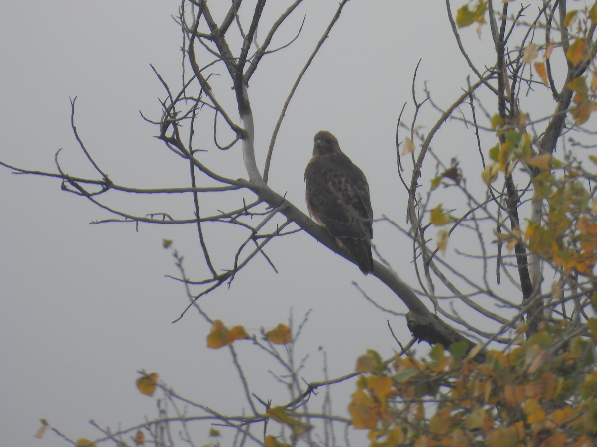 rødstjertvåk - ML646097288