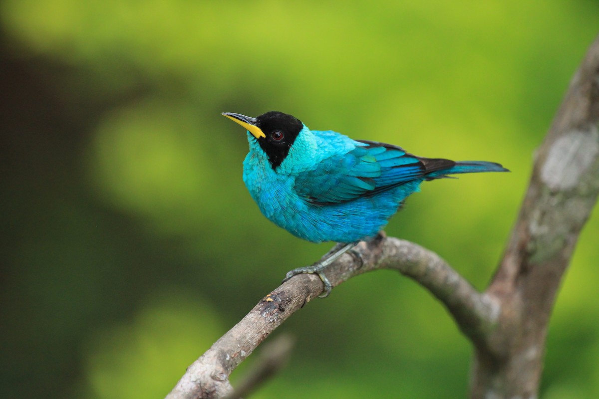 grønnhonningkryper - ML646097289