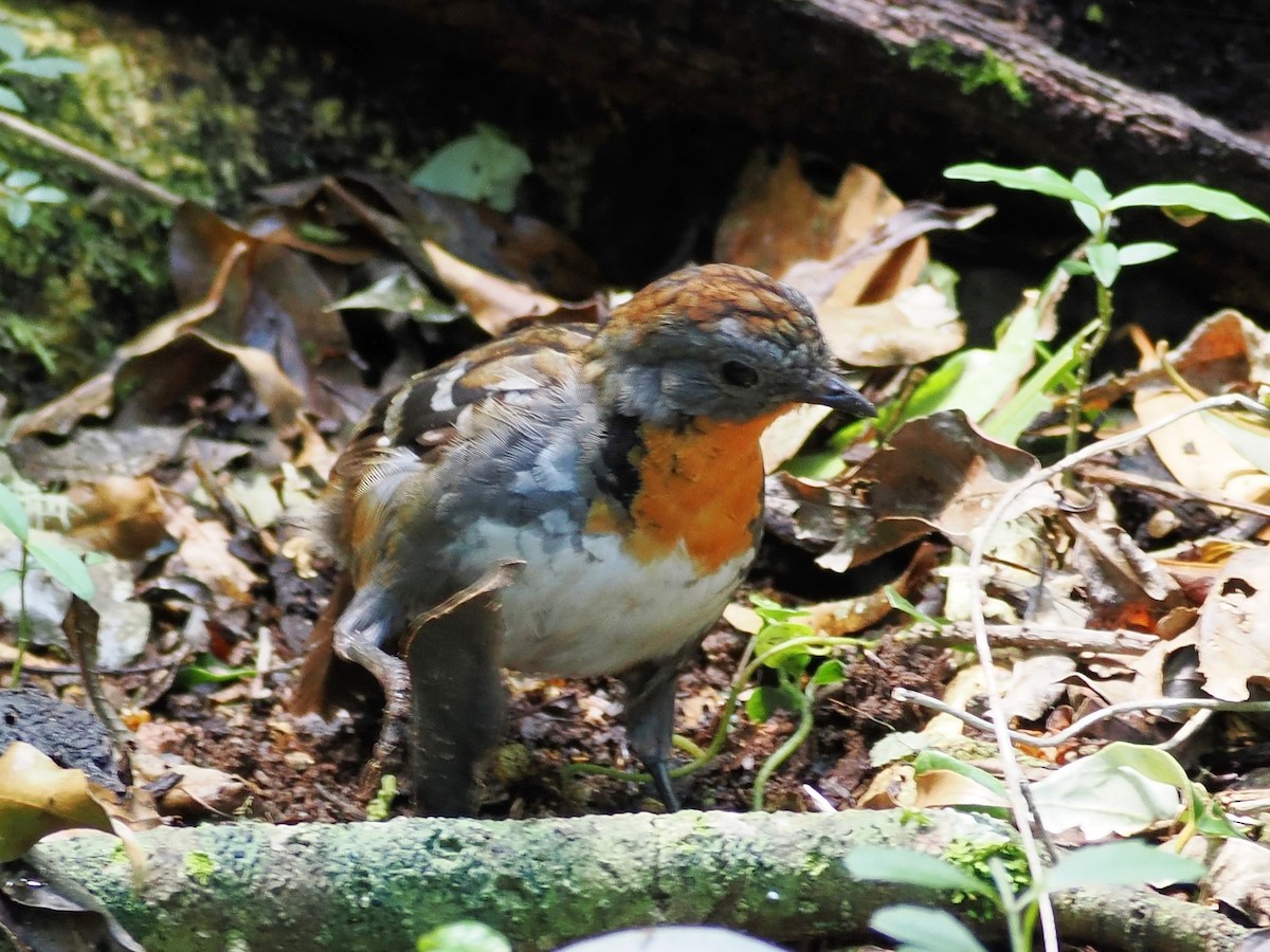 stripeskrapstjert - ML646097293