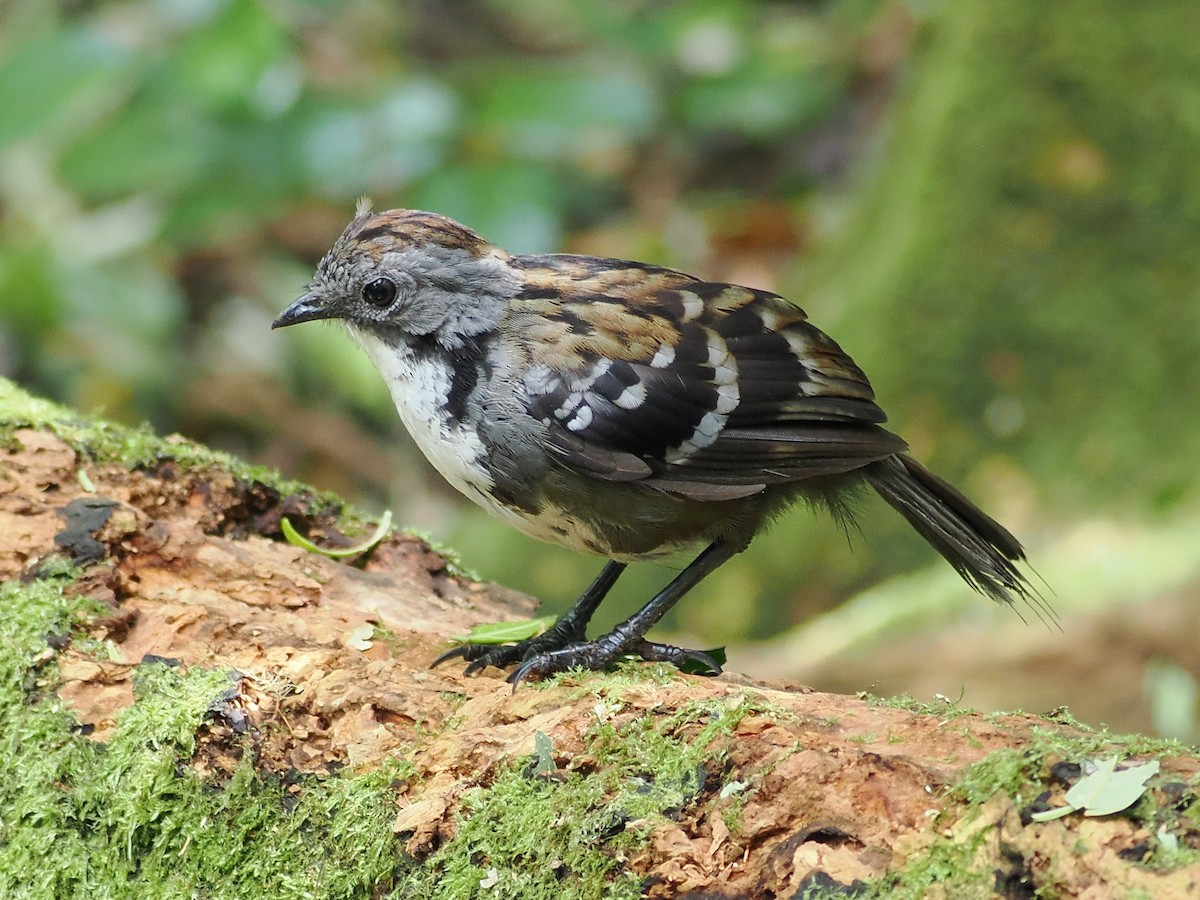 stripeskrapstjert - ML646097294