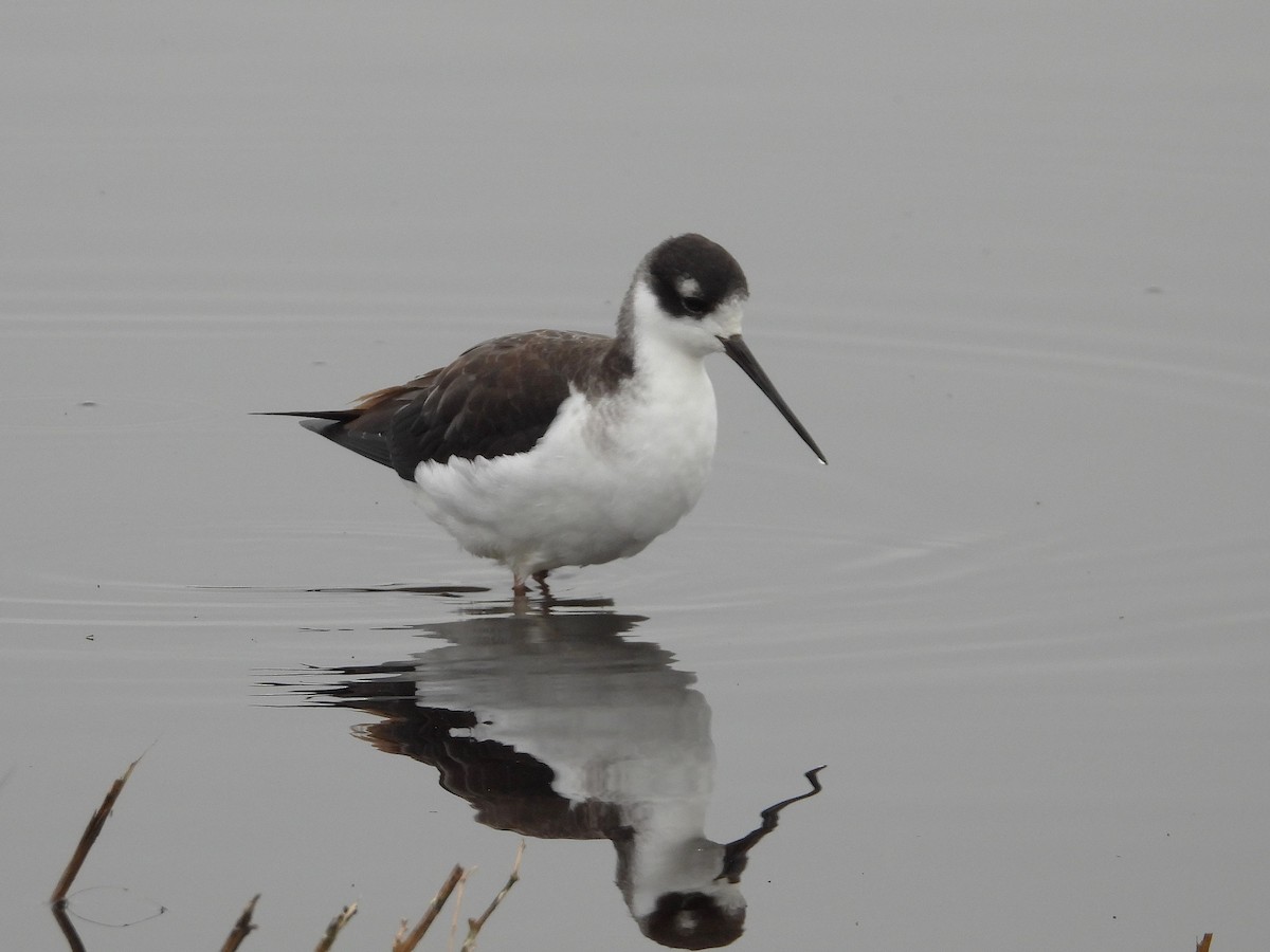 svartkronestylteløper - ML646097295