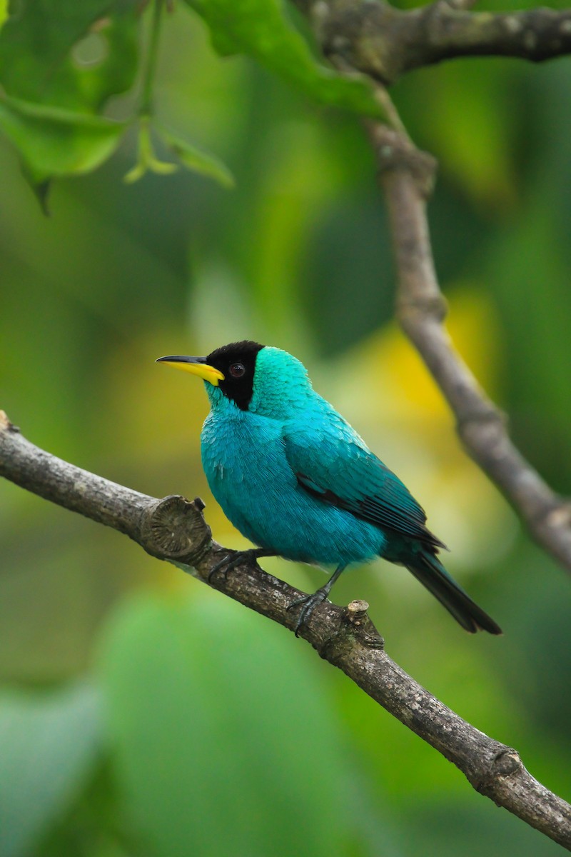 grønnhonningkryper - ML646097296