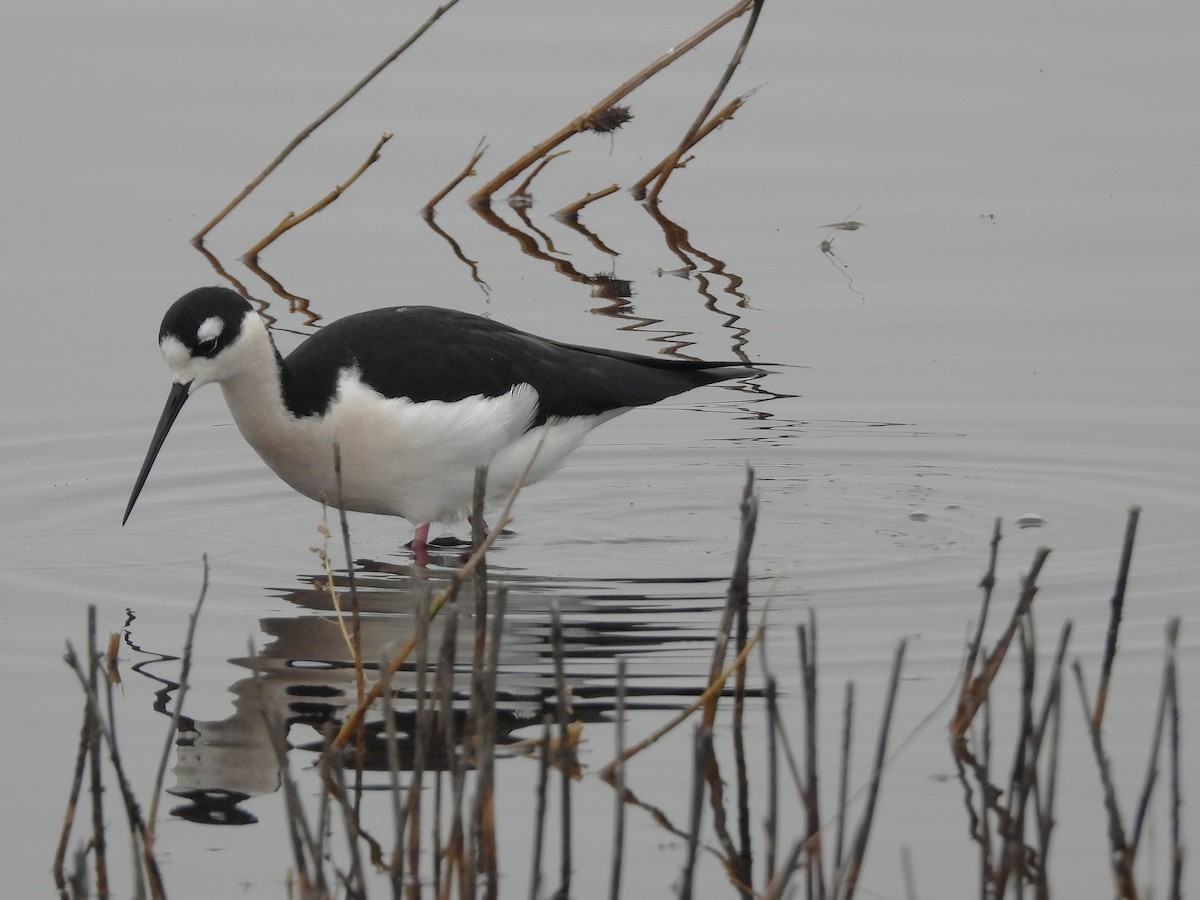 svartkronestylteløper - ML646097298