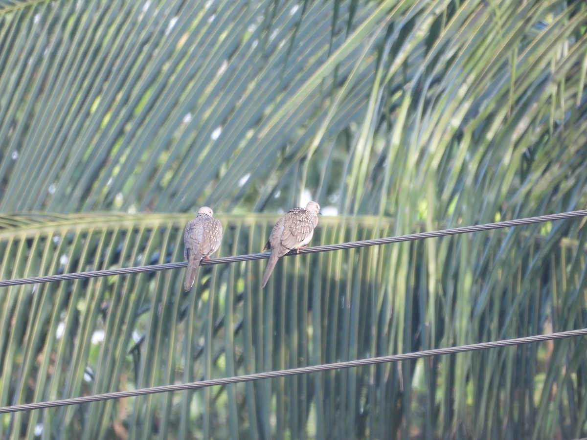 perlekragedue - ML646097299