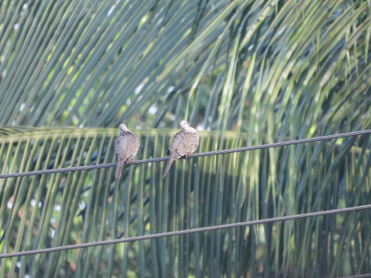 perlekragedue - ML646097300