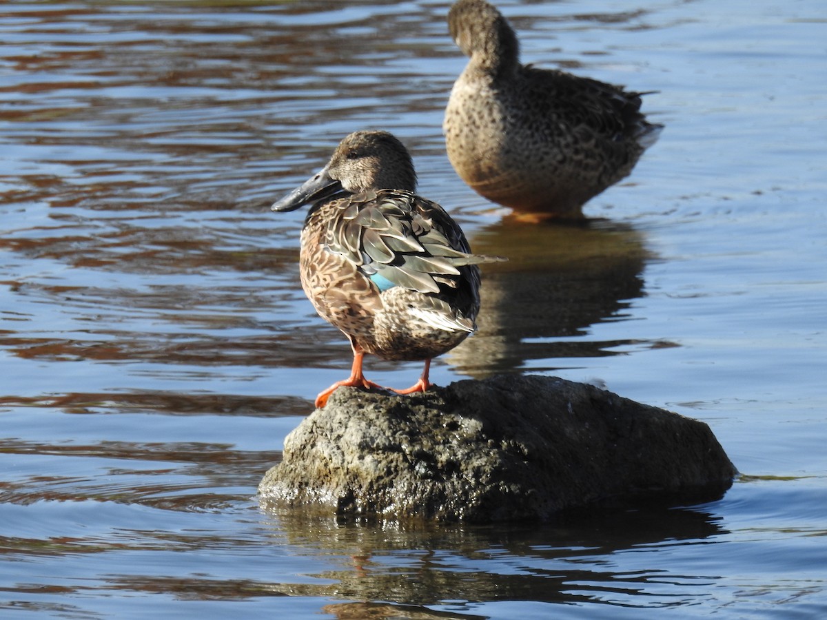 skjeand - ML646097302