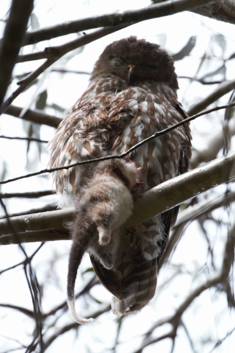 bjeffeugle - ML646097303