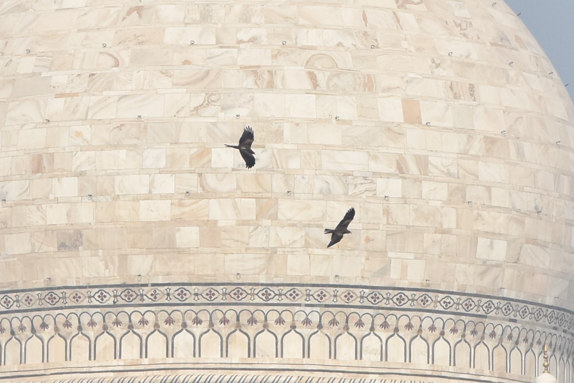 svartglente - ML646097304