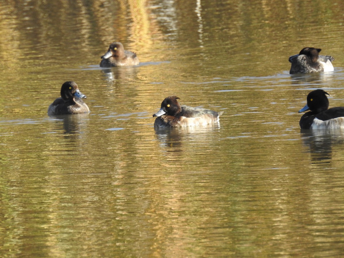 toppand - ML646097305