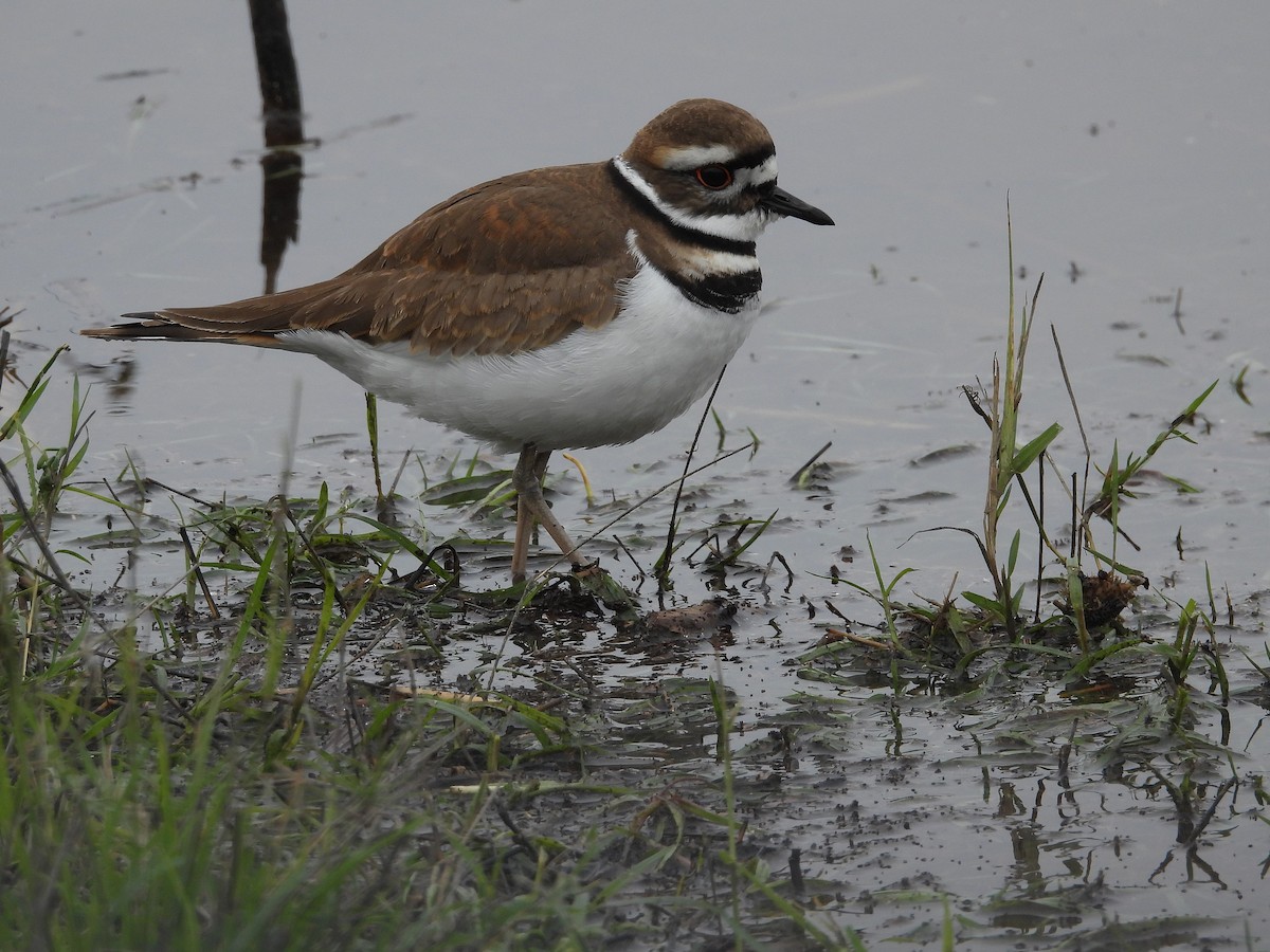 tobeltelo - ML646097306