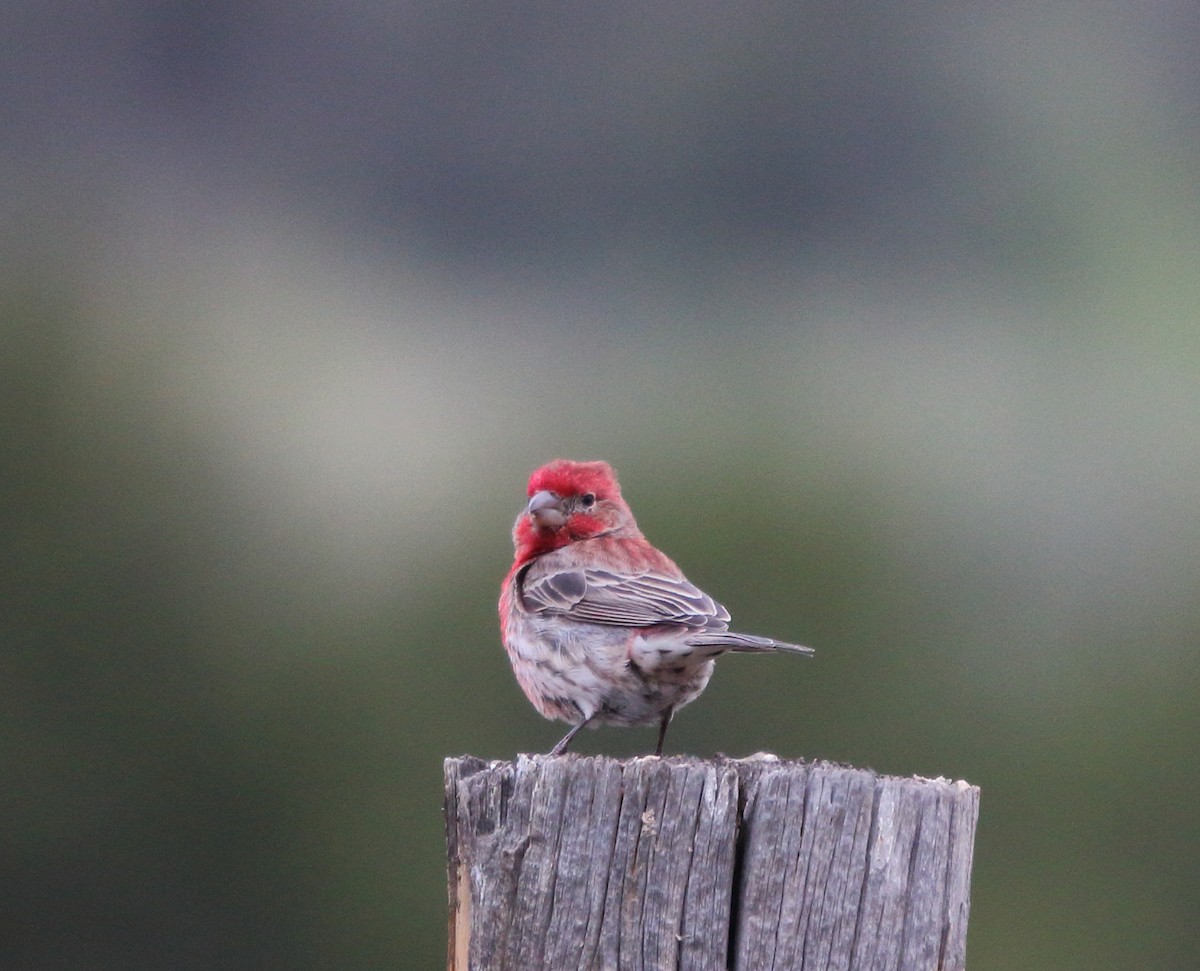 husrosenfink - ML646097307