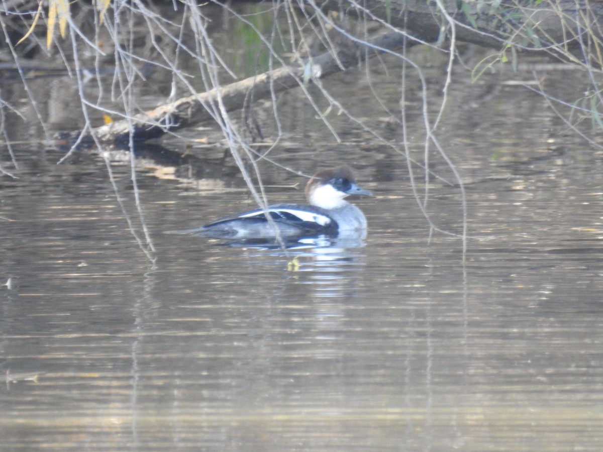 lappfiskand - ML646097308