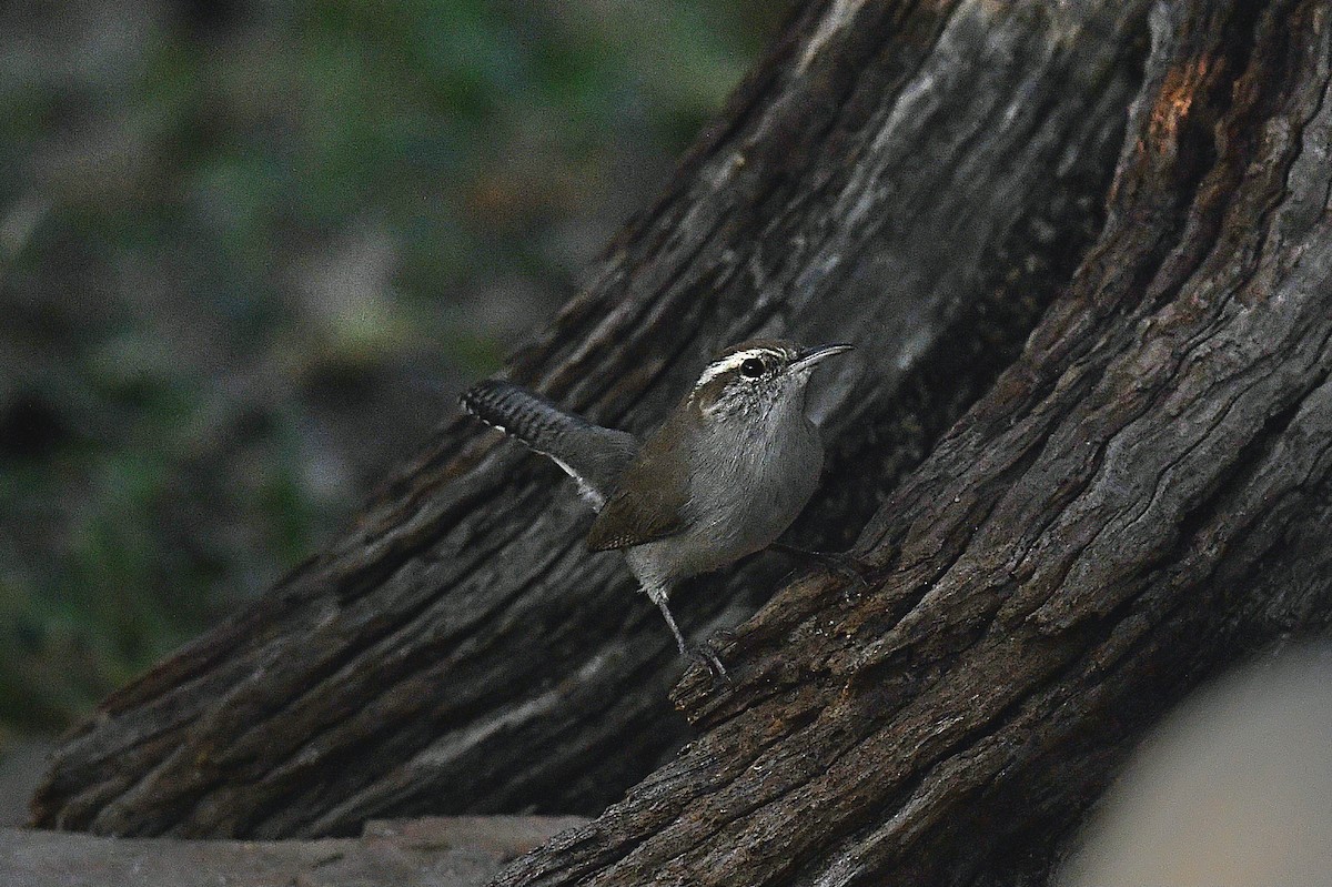 langstjertsmett - ML646097309