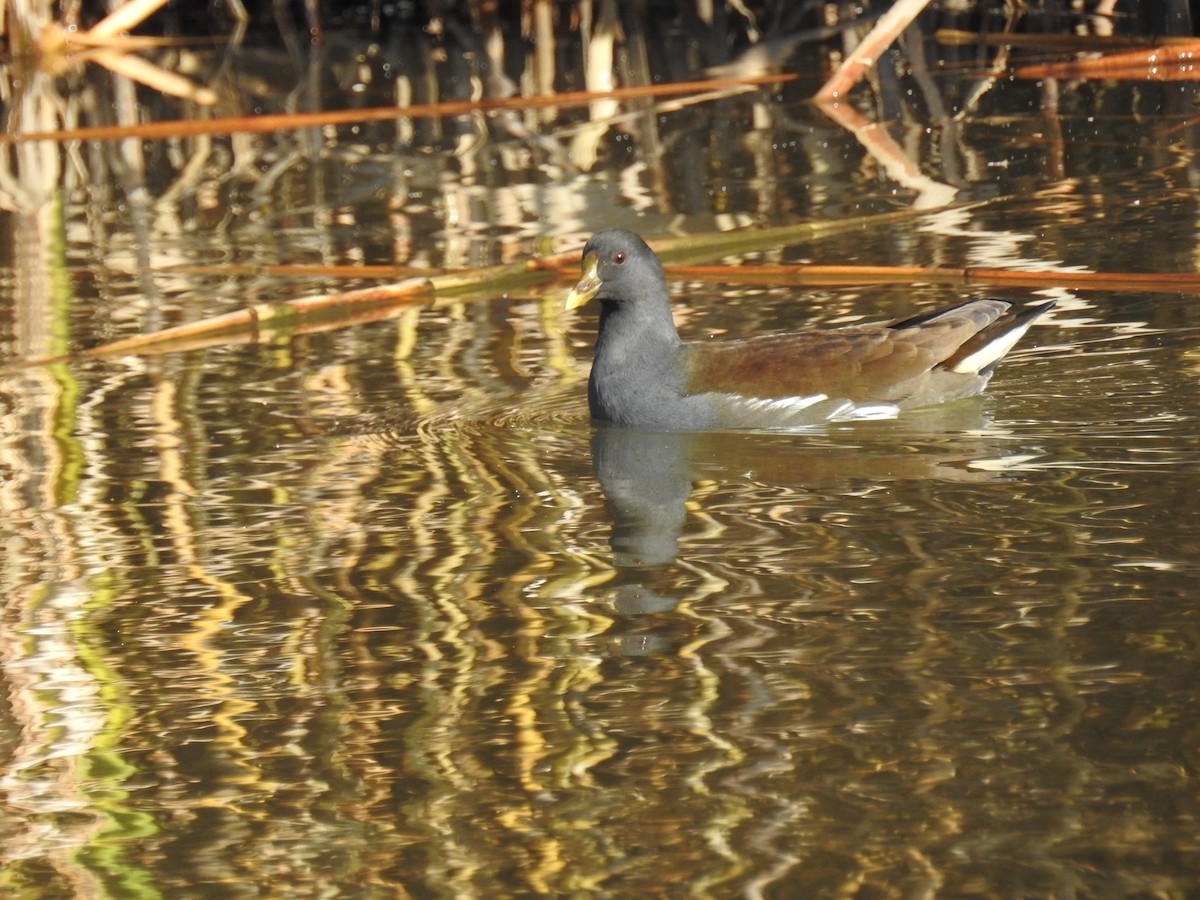 Курочка водяна - ML646097311