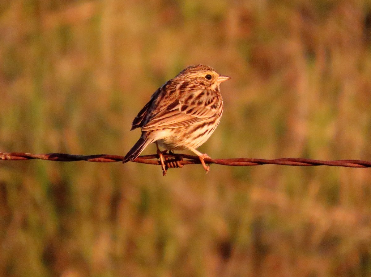 Savannah Sparrow - ML646097314