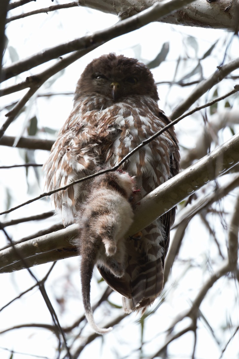 Barking Owl - ML646097315
