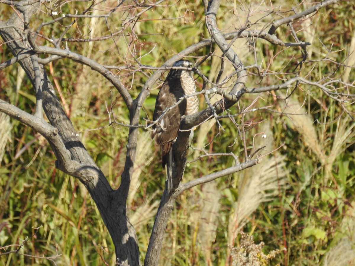 Яструб великий - ML646097316