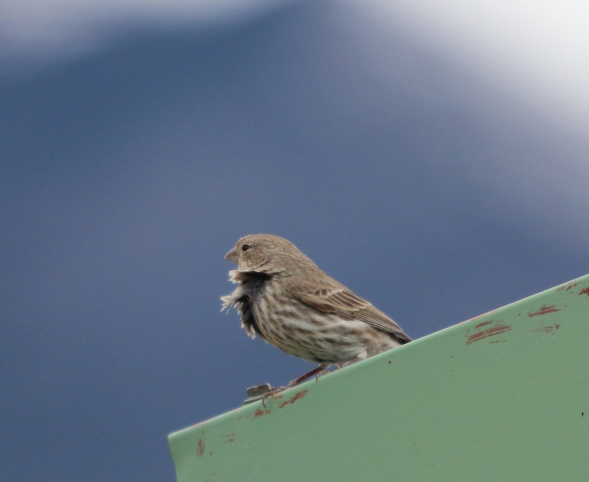 Roselin familier - ML646097319