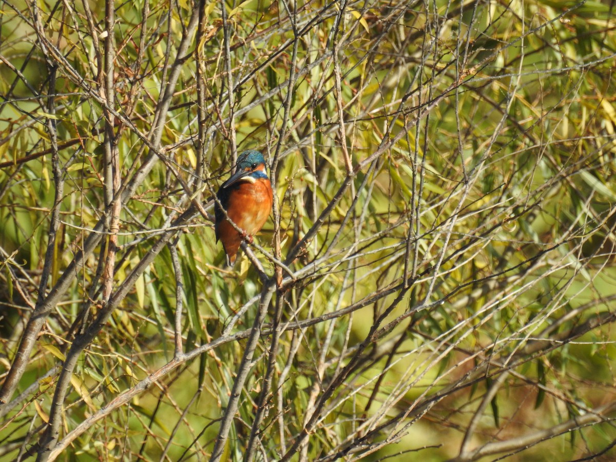 Рибалочка блакитний - ML646097321