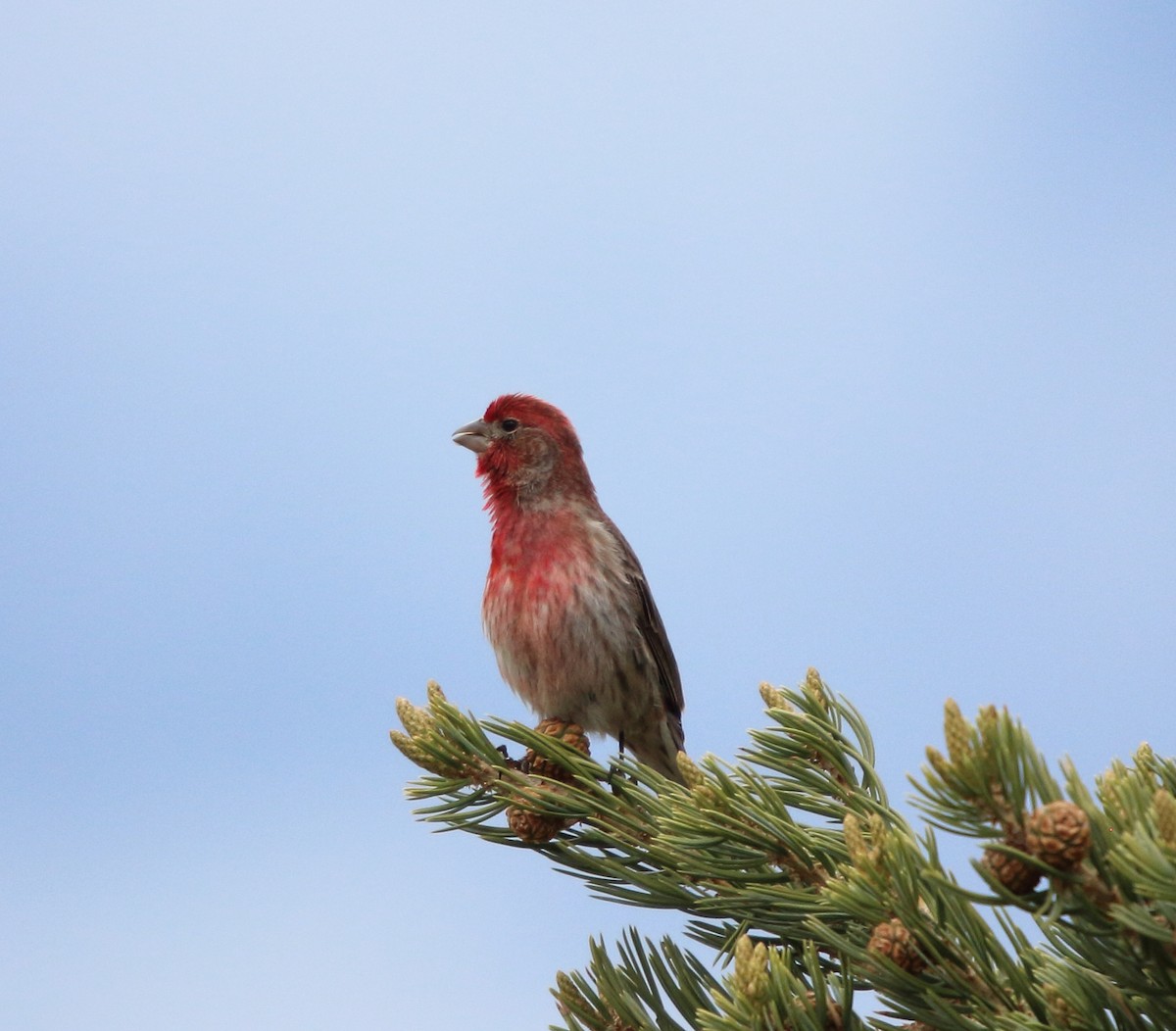 Roselin familier - ML646097322