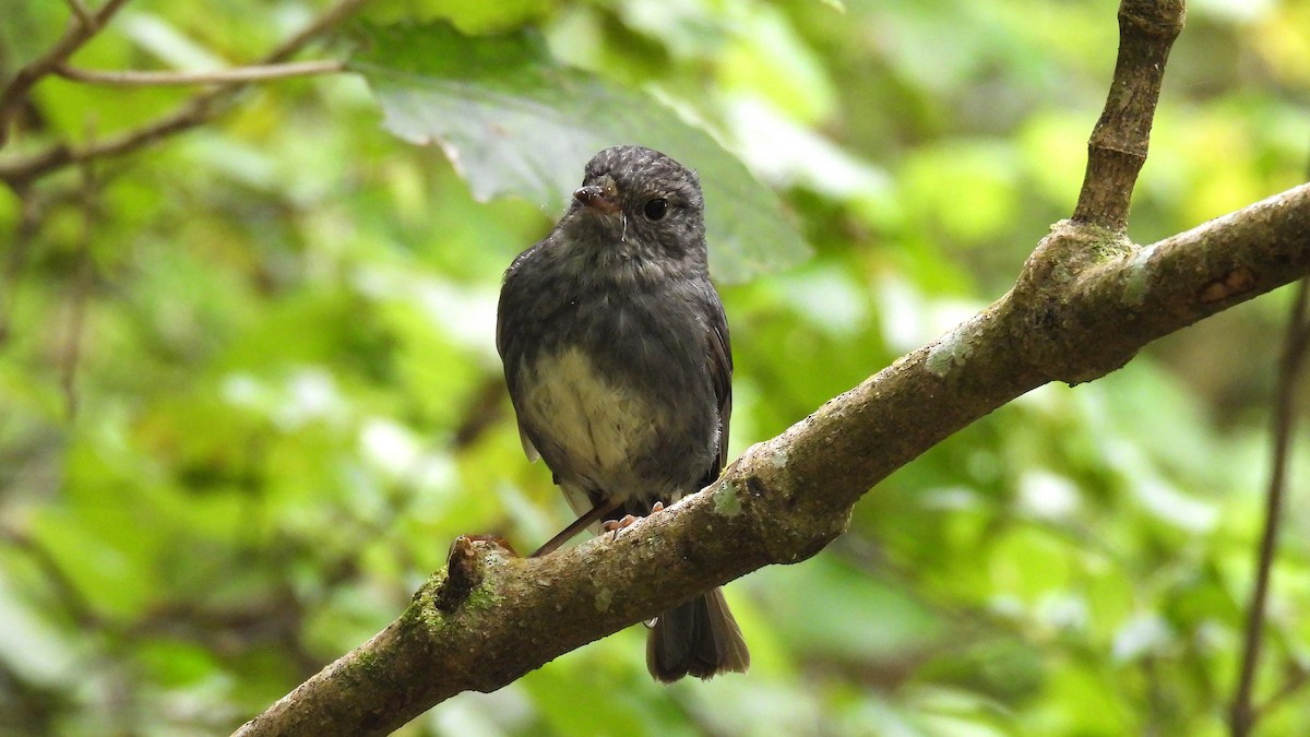 North Island Robin - ML646097324