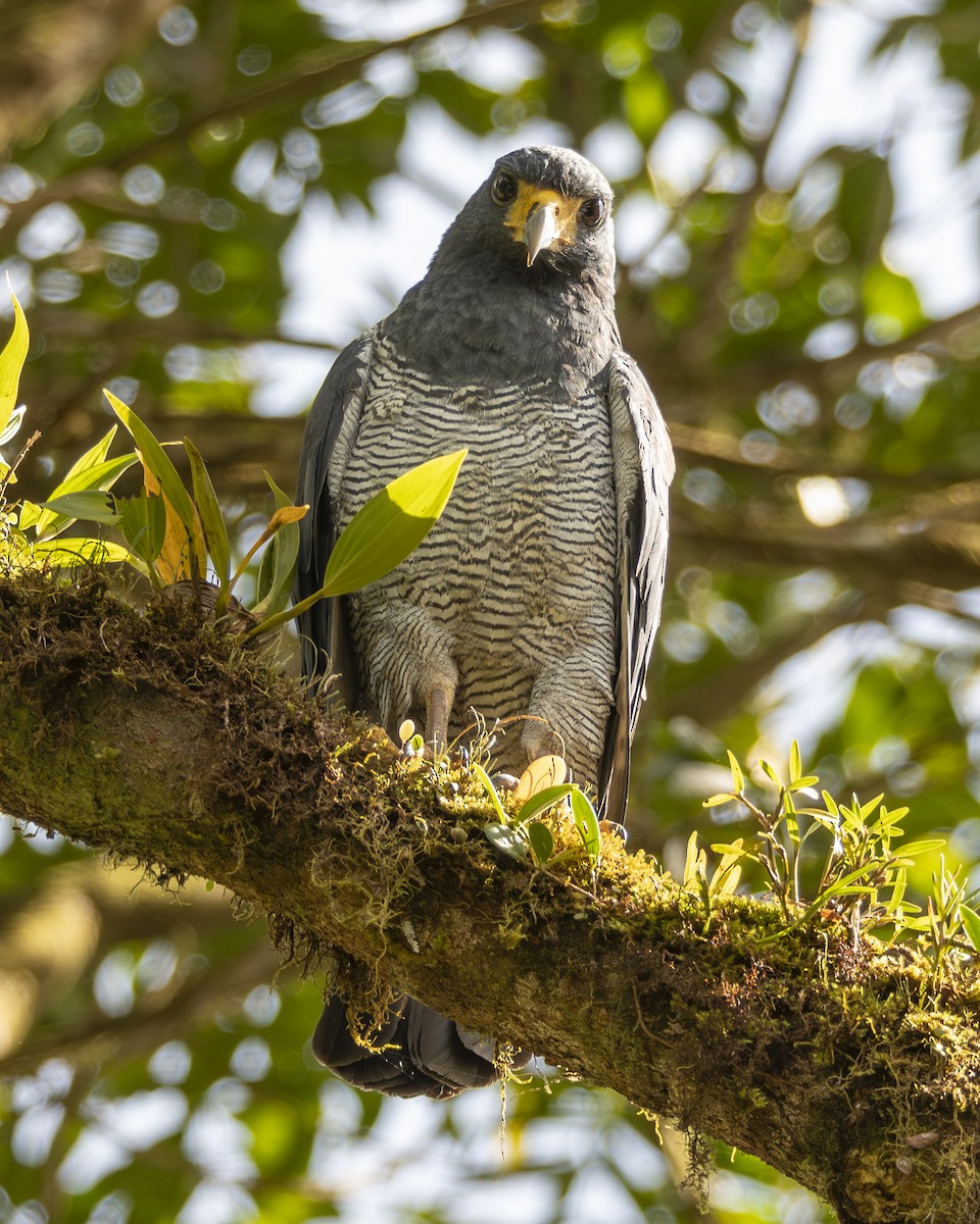 Канюк смугастогрудий - ML646097326