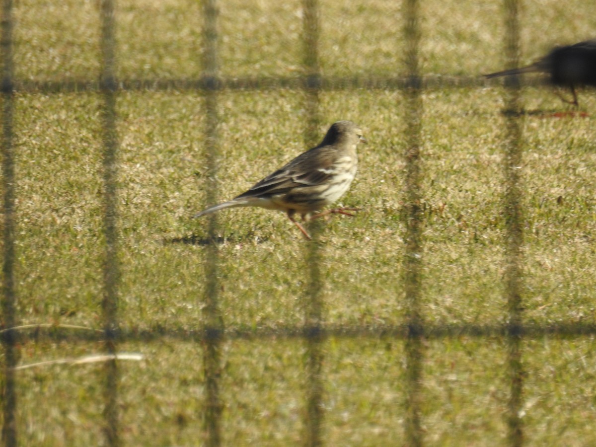 Щеврик японський - ML646097327