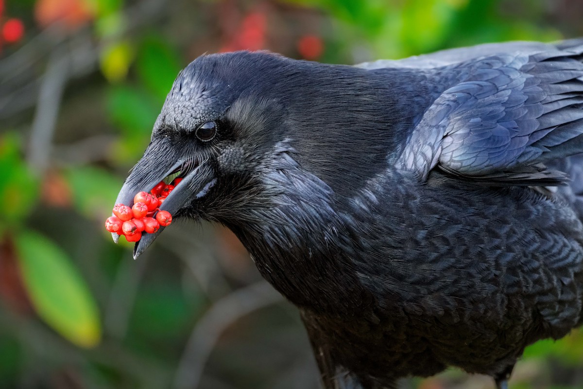 Erroi handia - ML646097328