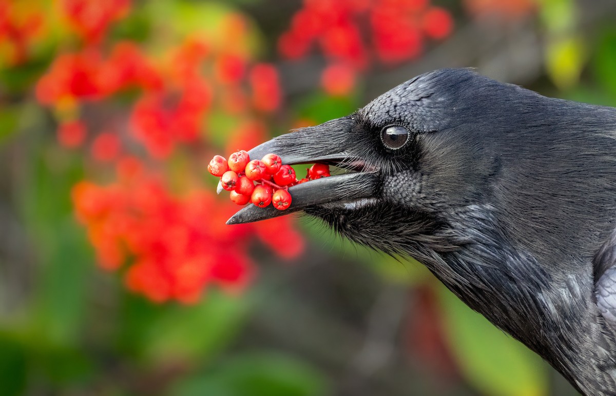 Erroi handia - ML646097329