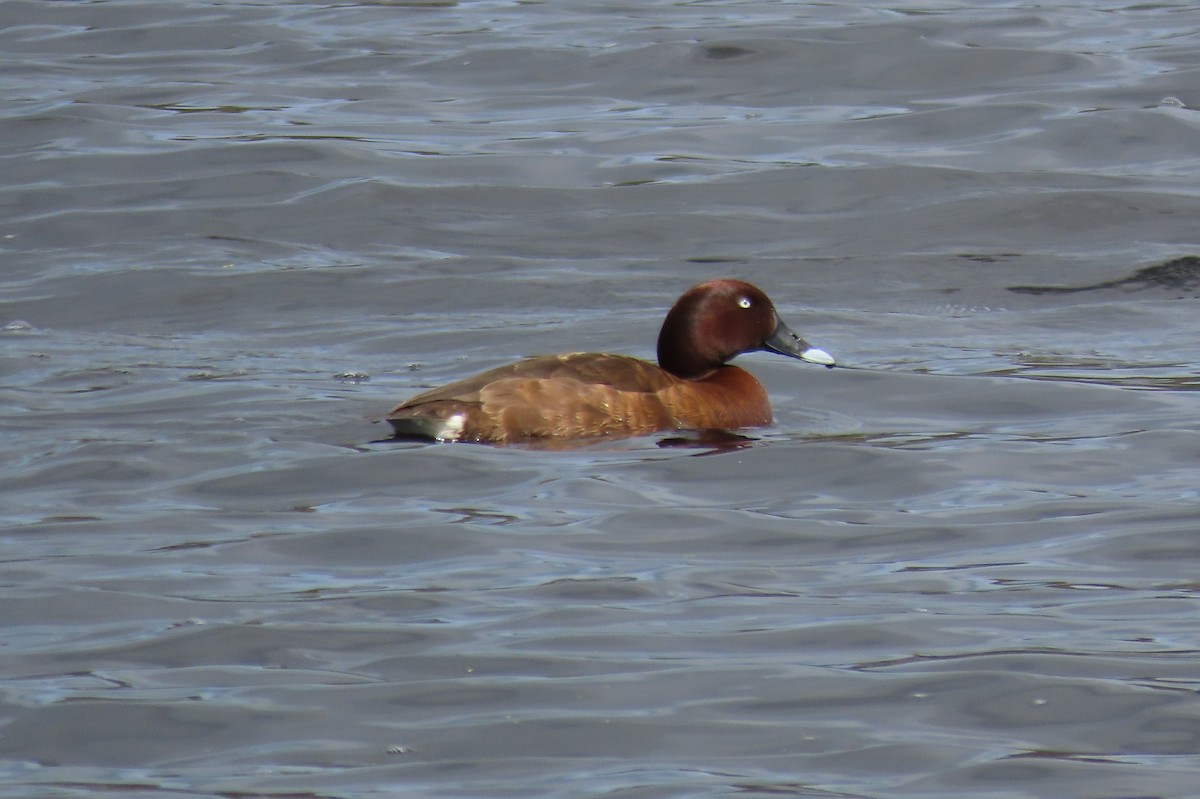 Hardhead - ML646097331