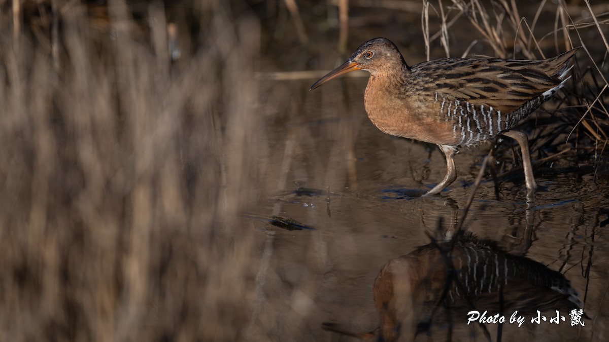 King Rail - ML646097338