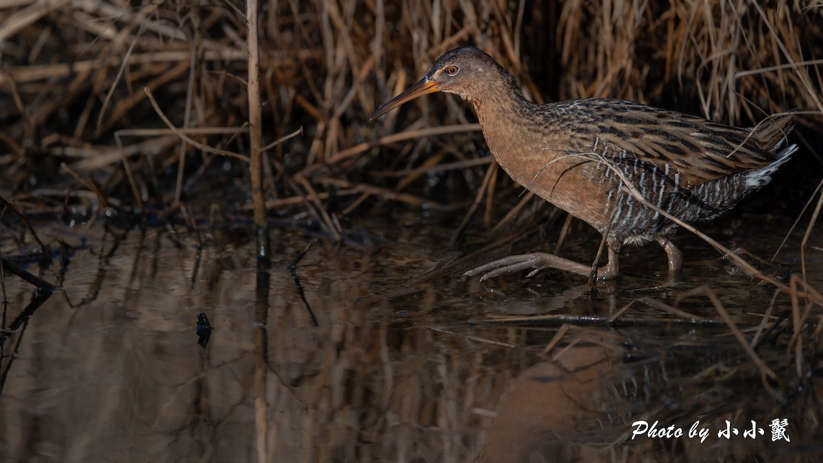 King Rail - ML646097339