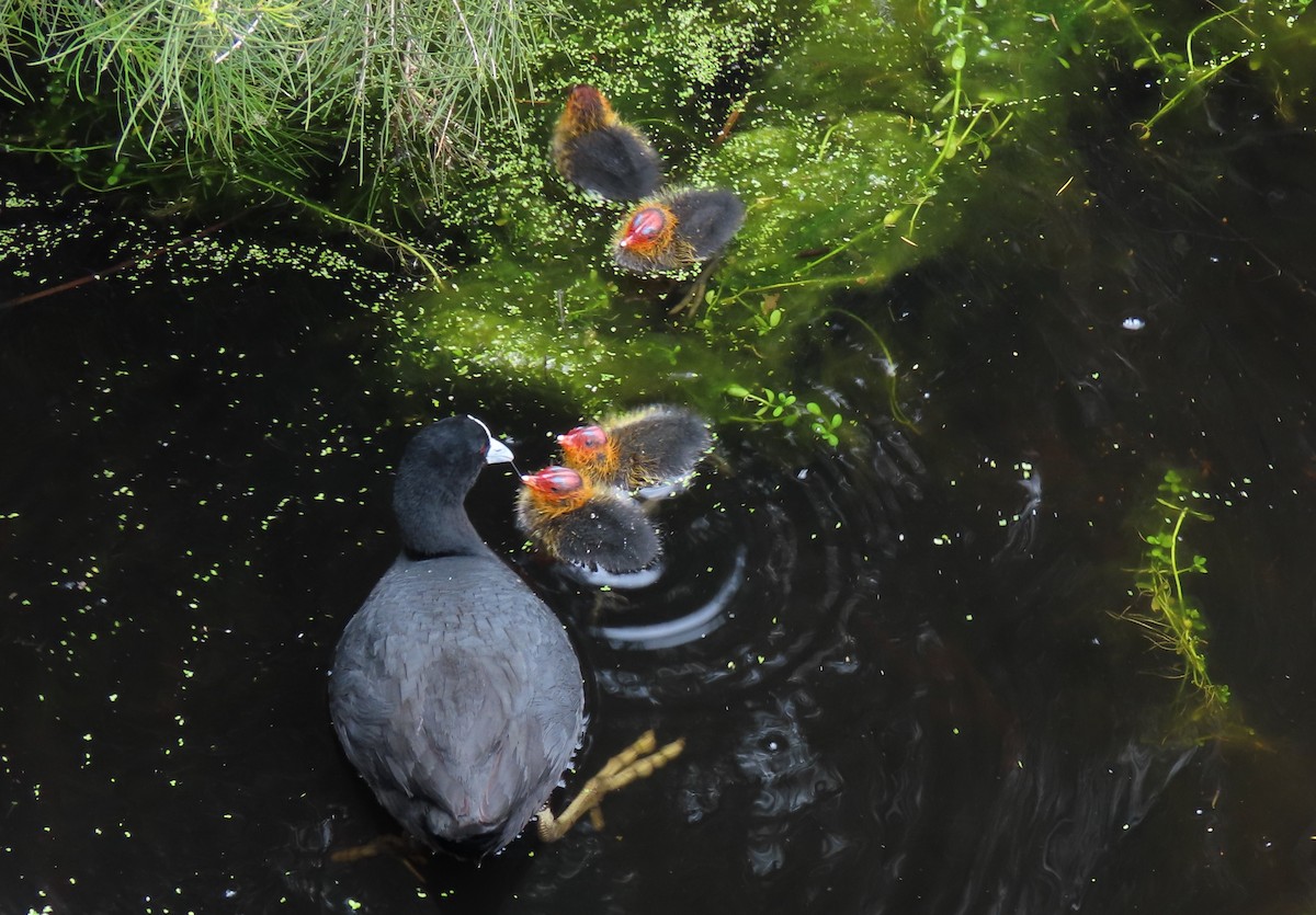 Eurasian Coot - ML646097341