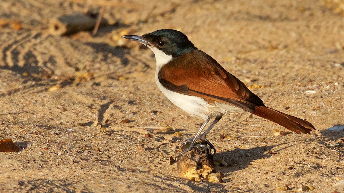 Shining Flycatcher - ML646097343